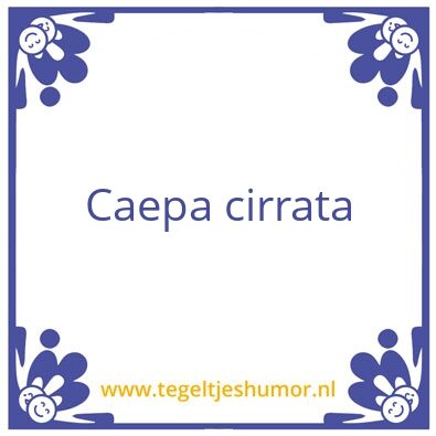Tegeltje: latijn