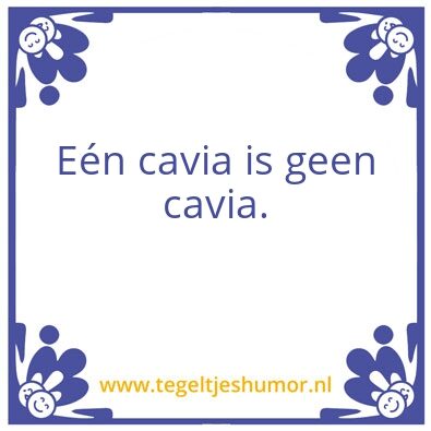 Tegeltje: Cavia