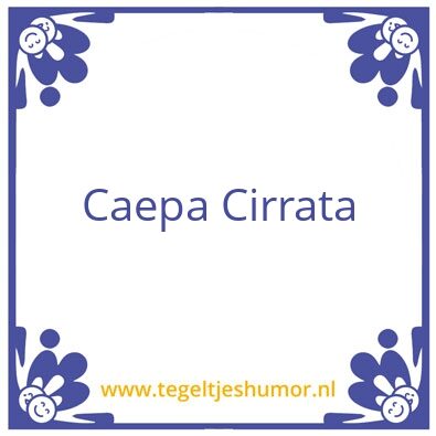 Tegeltje: Caepa Cirrata
