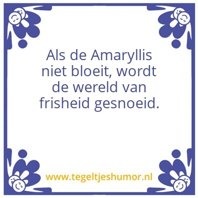Tegeltje: Amaryllos